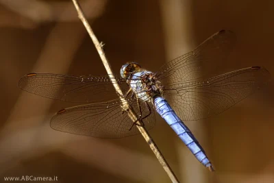 fotografia macro di una libellula