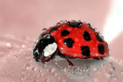 fotografia macro di una coccinella