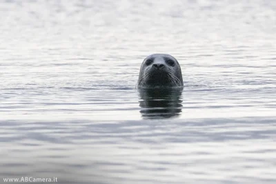 fotografia di una foca