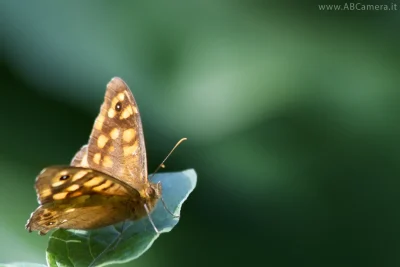 foto macro di una farfalla