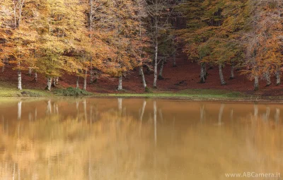 fotografia di un bosco che si riflette in un lago