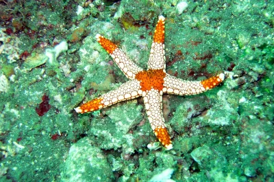 fotografia subacquea che ritrae una stella marina