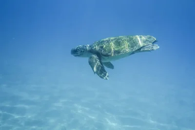 fotografia subacquea che ritrae una tartaruga marina