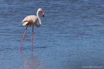 fotografia di un uccello in acqua (fenicottero)