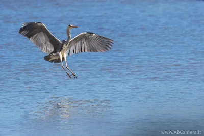 fotografia di un uccello della specie airone cenerino scattata con teleobiettivo